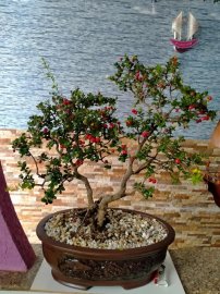 Rêu nhân tạo đẹp và hiệu quả