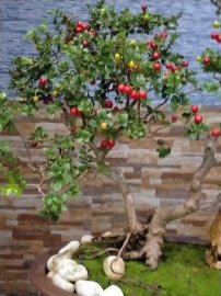 Rêu nhân tạo đẹp và hiệu quả