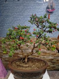 Rêu nhân tạo đẹp và hiệu quả