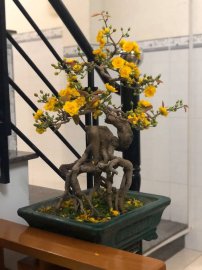 Mai vàng Bonsai