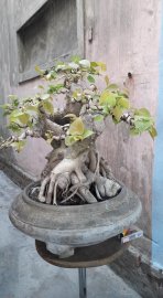 Bồ đề cao 40 chậu 40