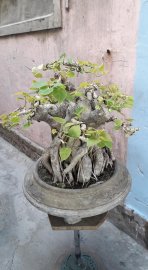 Bồ đề cao 40 chậu 40