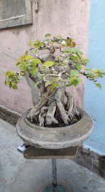 Bồ đề cao 40 chậu 40