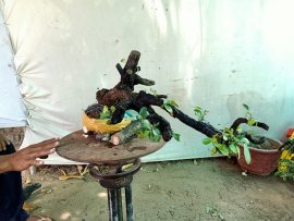 Giao lưu cây cẩm thị rừng cốt tàn bay thiên nhiên