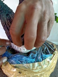 Giao lưu cây cẩm thị rừng cốt tàn bay thiên nhiên