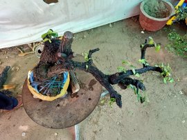 Giao lưu cây cẩm thị rừng cốt tàn bay thiên nhiên