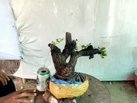 Giao lưu cây cẩm thị rừng cốt tàn bay thiên nhiên