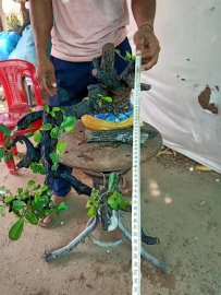 Giao lưu cây cẩm thị rừng cốt tàn bay thiên nhiên