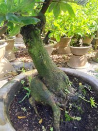 Mai giảo thủ đức củ to