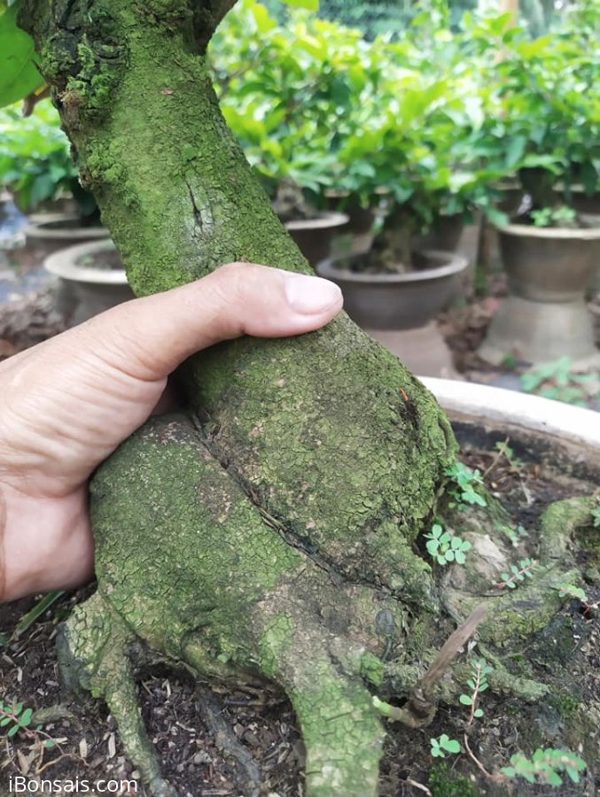Mai giảo thủ đức củ to