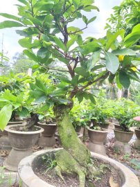 Mai giảo thủ đức củ to