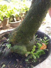 Mai giảo thủ đức củ to