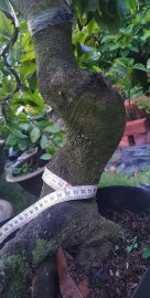 Mai Đại Lộc gốc đẹp thân lượn lắc