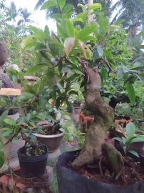 Mai Đại Lộc gốc đẹp thân lượn lắc