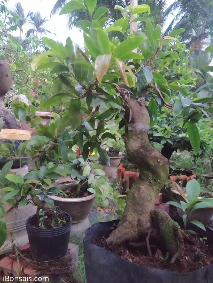 Mai Đại Lộc gốc đẹp thân lượn lắc