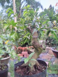 Mai Đại Lộc gốc đẹp thân lượn lắc