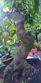 Mai Đại Lộc gốc đẹp thân lượn lắc