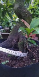 Mai Đại Lộc gốc đẹp thân lượn lắc
