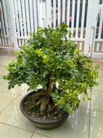 Nguyệt quế Bonsai