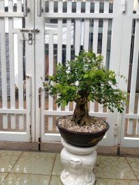 Nguyệt quế Bonsai