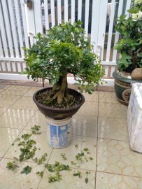 Nguyệt quế Bonsai