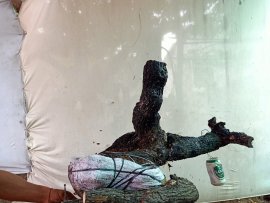 Giao lưu cốt cẩm thị rừng lùn lực giá 500k