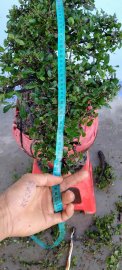 Cây cẩm thị rừng mới về