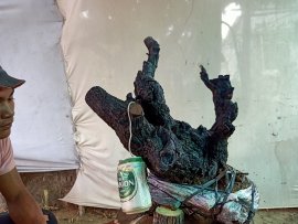 Giao lưu cốt cẩm thị rừng lùn lực