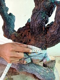 Giao lưu cốt cẩm thị rừng lùn lực