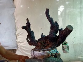 Giao lưu cốt cẩm thị rừng lùn lực