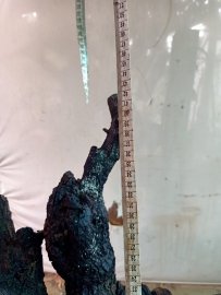 Giao lưu cốt cẩm thị rừng lùn lực