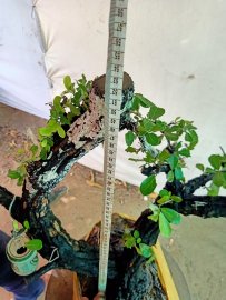 Giao lưu cây cẩm thị rừng