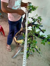 Giao lưu cây cẩm thị rừng