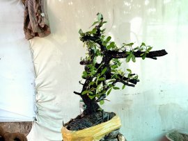 Giao lưu cây cẩm thị rừng