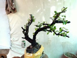 Giao lưu cây cẩm thị rừng