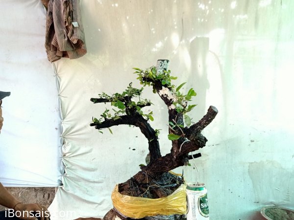 Giao lưu cây cẩm thị rừng