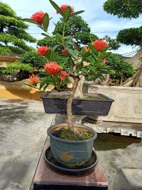 Mẫu đơn giao lưu