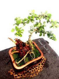 Tác phẩm Thiên Nga Tím