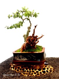 Tác phẩm Thiên Nga Tím