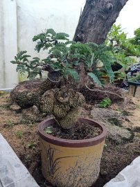 Giao lưu cây me mini để bàn