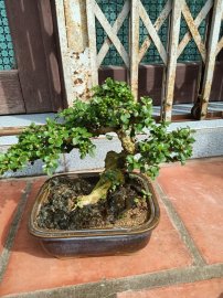 Sam trái mini đang quả