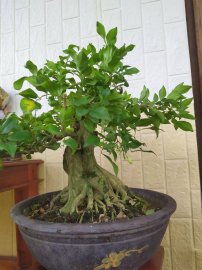 Nguyệt quế Bonsai