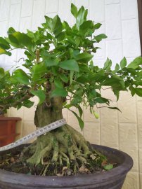 Nguyệt quế Bonsai