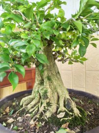 Nguyệt quế Bonsai