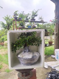 Nguyệt quế Bonsai