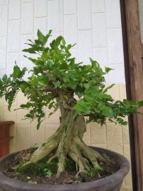 Nguyệt quế Bonsai