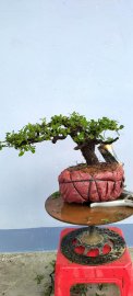 Cây cẩm thị mini mới về