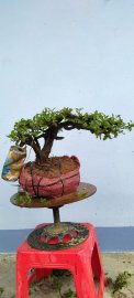 Cây cẩm thị mini mới về