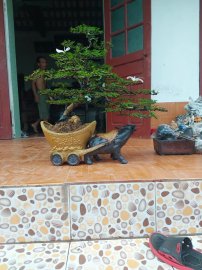 Trâu kéo cần thăng