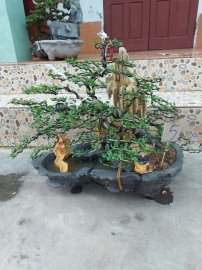 Tiểu cảnh cần thăng
